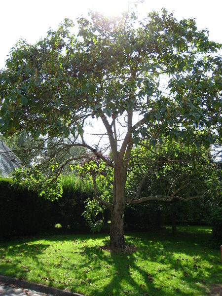 Павловния войлочная, общий вид взрослого дерева