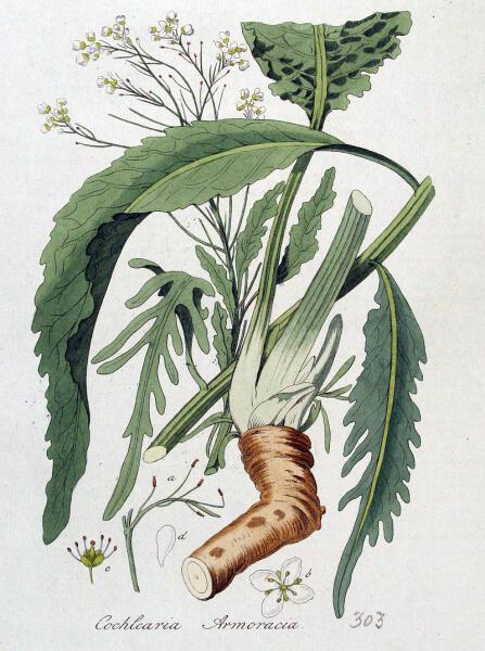 Ботаническая иллюстрация из книги Яна Копса Flora Batava, 1800—1934 гг.