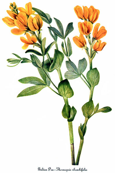 Термопсис. Thermopsis rhombifolia. Ботаническая иллюстрация американской художницы Мэри Уолкотт