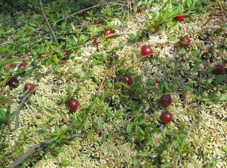 Клюква обыкновенная (Vaccinium oxycoccos) с плодами на болоте в окружении мха Sphagnum rubellum. Могилёвская область, Белоруссия
