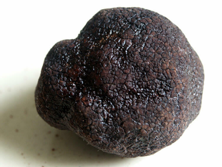 Плодовое тело черного трюфеля