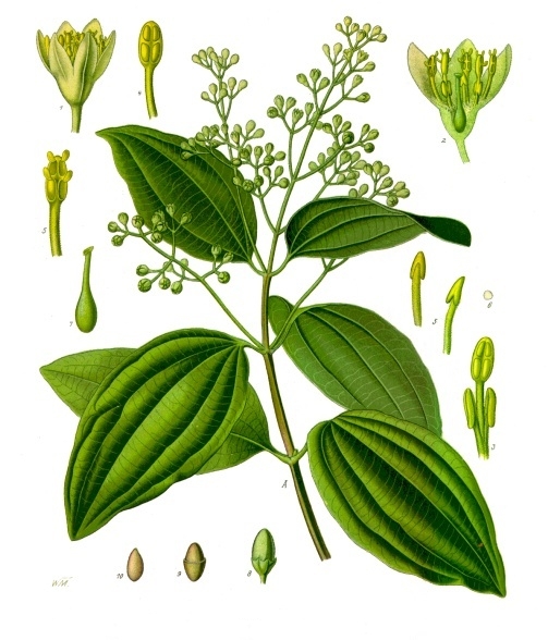 Корица. Ботаническая иллюстрация из книги Köhler’s Medizinal-Pflanzen, 1887 г.