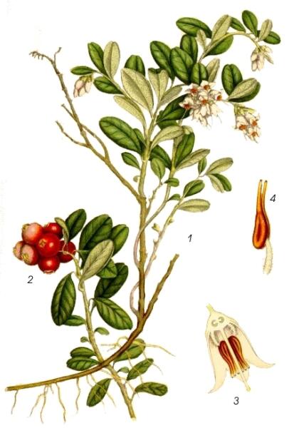 Брусника. Ботаническая иллюстрация из книги К. А. М. Линдмана Bilder ur Nordens Flora, 1917—1926 гг.
