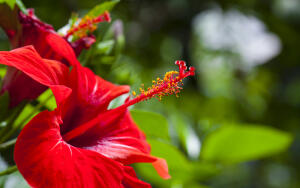 Гибискус китайский (Hibiscus rosa-sinensis)