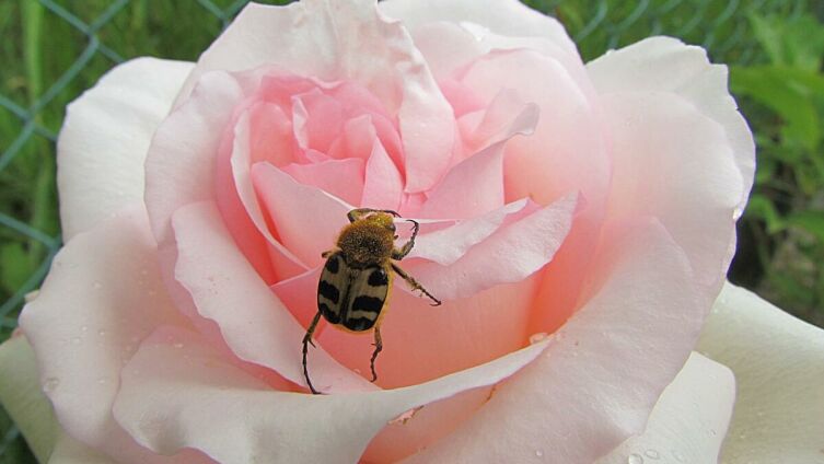 Как жук полюбил розу?