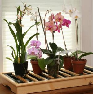 Орхидеи на поддоне