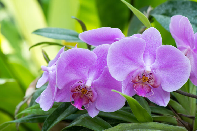 Орхидея, тропическая красавица: можно ли приручить ее в нашем климате?
