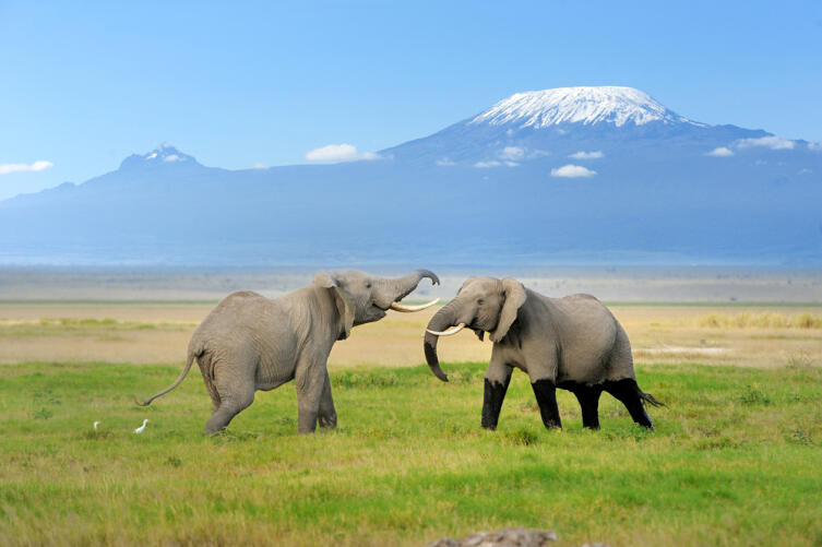 Слоны на фоне горы Килиманджаро