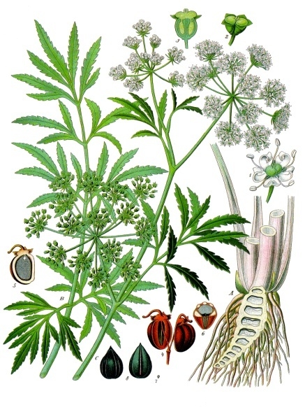 Вёх ядовитый. Ботаническая иллюстрация из книги Köhler’s Medizinal-Pflanzen, 1887 г.