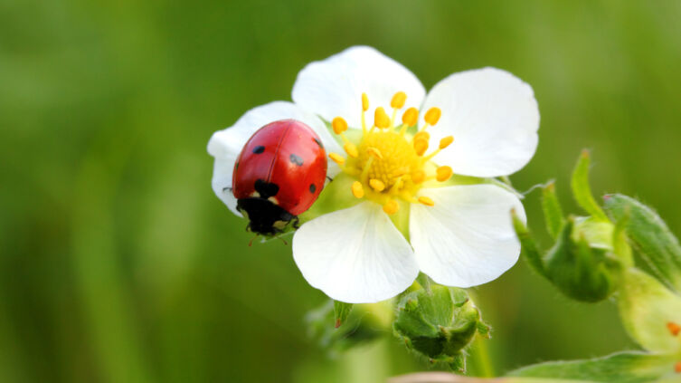 Почему божья коровка так называется?