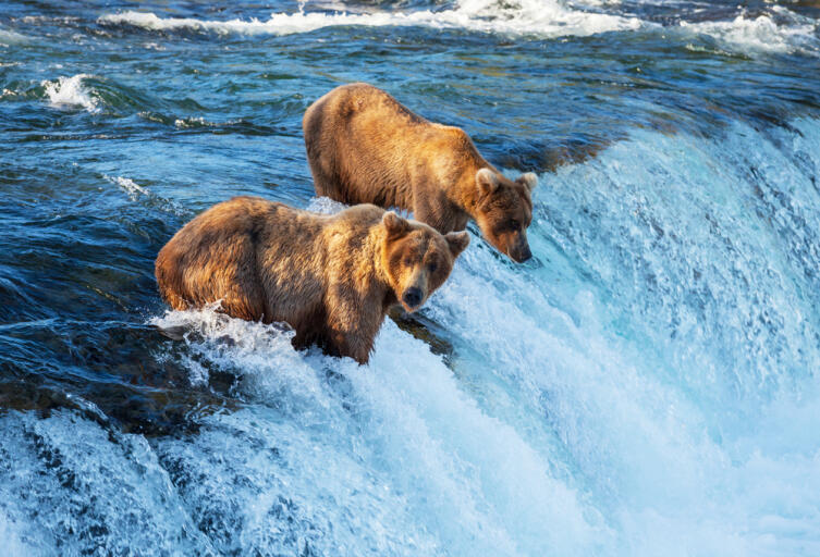 Медведи, Аляска, США
