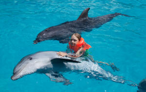 Как врачуют дельфины?