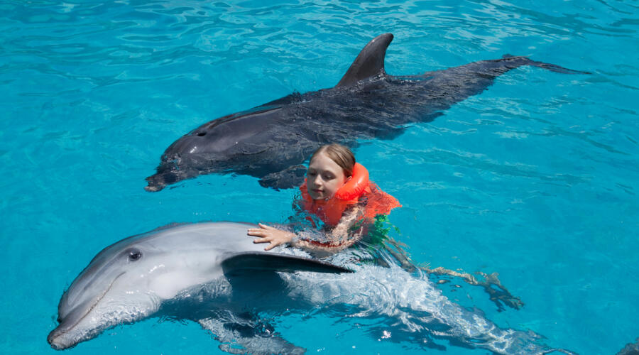 Как врачуют дельфины?
