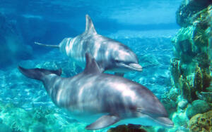 Тайдзи — бухта смерти. Зачем убивают дельфинов?