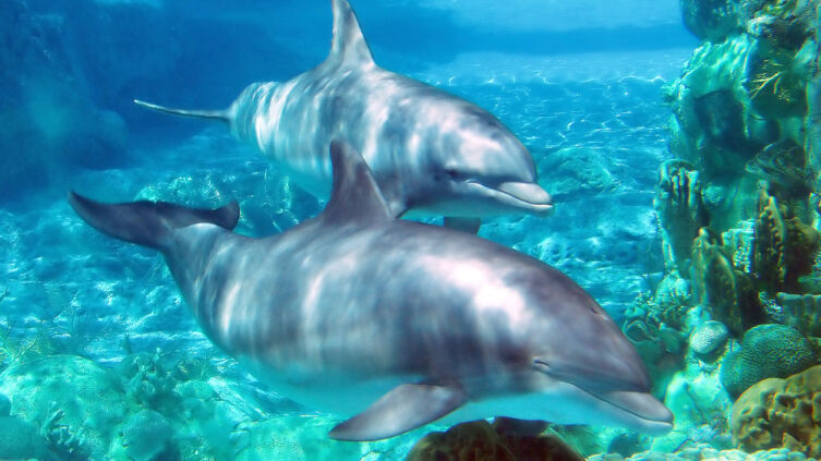 Зачем убивают дельфинов?