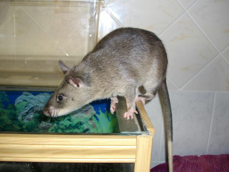 Гамбийская хомяковая крыса