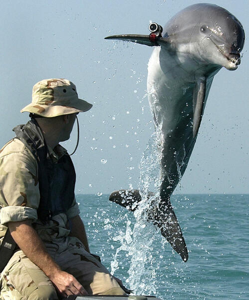 Боевой дельфин программы U.S. Navy Marine Mammal Program по кличке KDog, выполняет разминирование в Персидском заливе во время войны в Ираке