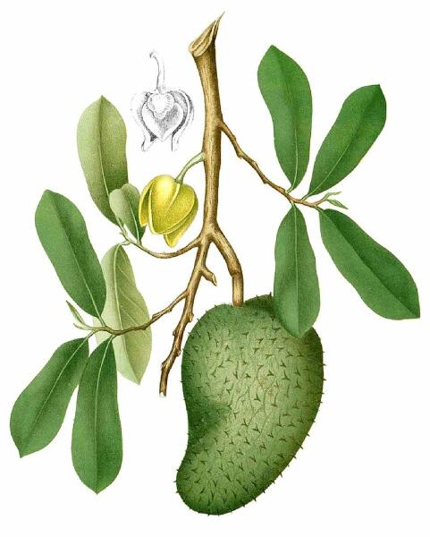 Сметанное яблоко. Ботаническая иллюстрация из книги Франсиско Мануэля Бланко Flora de Filipinas, 1880—1883