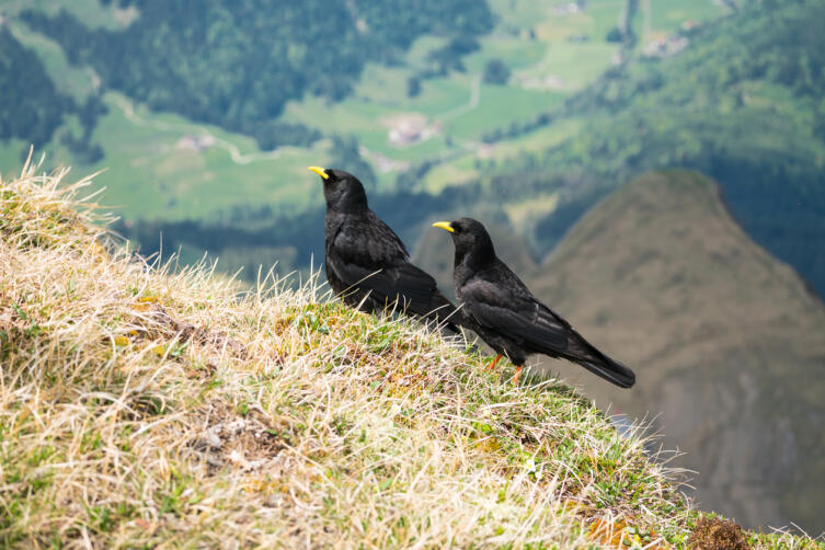 Чёрные дрозды в Швейцарских Альпах
