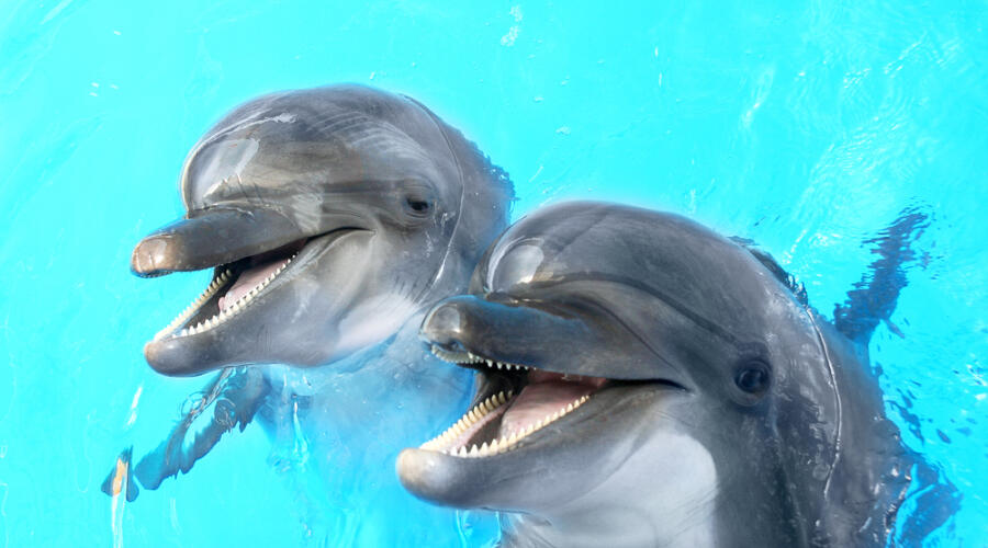 О чем говорят дельфины?