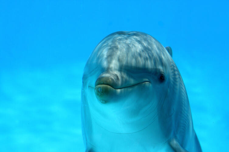 О чем говорят дельфины?