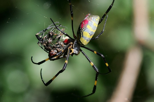 Паук рода Nephila поедает паука своего вида