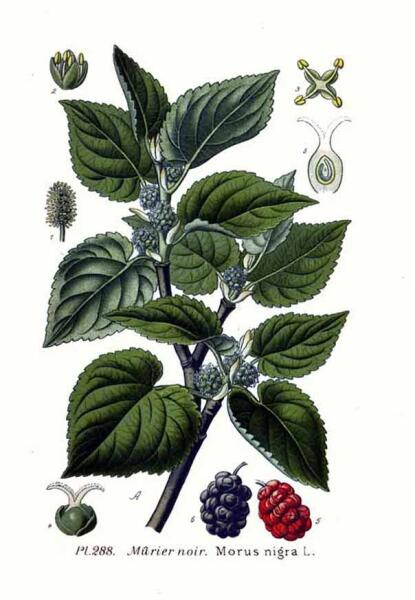 Шелковица чёрная. Ботаническая иллюстрация из книги А. Маскле Atlas des plantes de France, 1891 г.