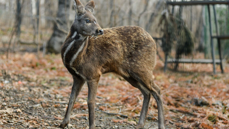 Кто такие кабарги и что им угрожает?