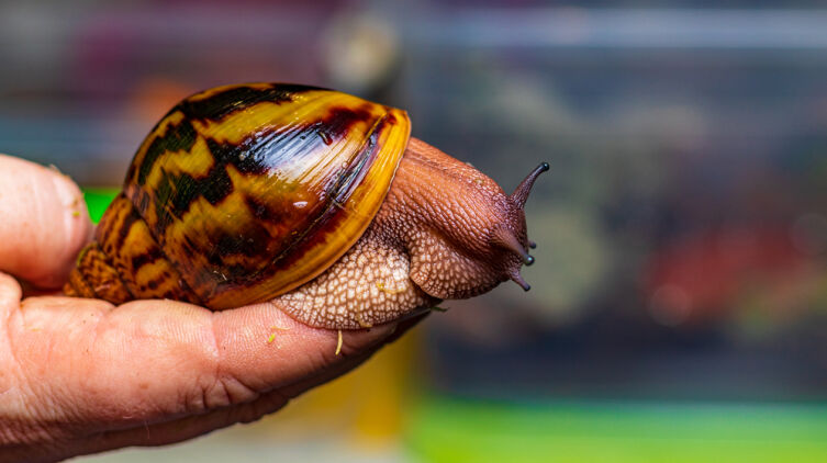 Как можно участвовать в охране природы?