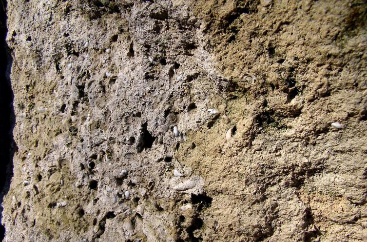 Изображение скола пудостского камня (фрагмент паркового сооружения «Амфитеатр»). Видны включения раковин