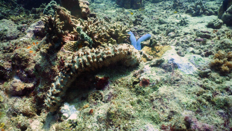 Подводный мир планеты. Что такое морской огурец?