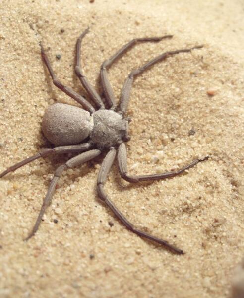 Песочный паук