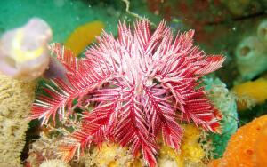 Подводный мир планеты. Что такое морская лилия?