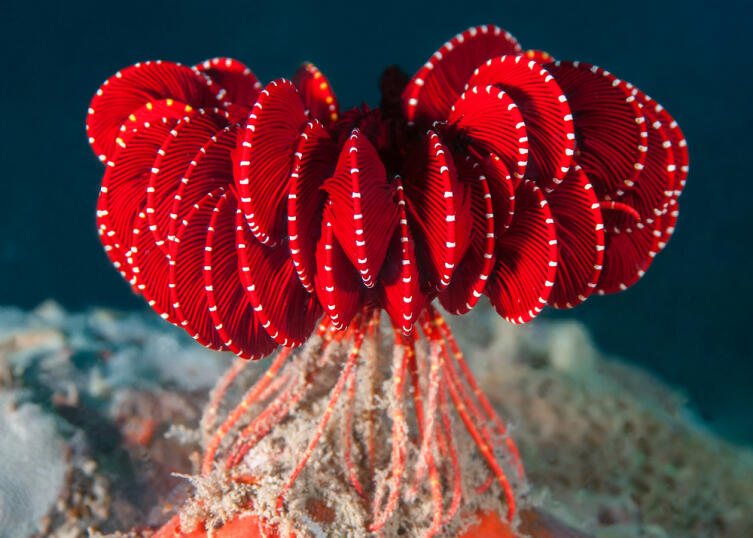 Подводный мир планеты. Что такое морская лилия?