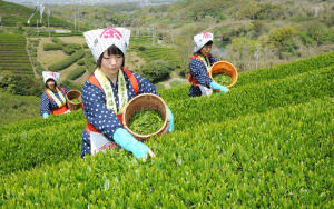 Люди в древности пили простой кипяток. Однажды в чашку Шэнь Нуна упал листок из чайного куста и сделал кипяток вкусным, ароматным и бодрящим. С той поры люди стали собирать чайные листья и заваривать их в кипятке.