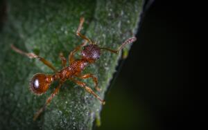 Как паучок Любознайка изучал мир муравьёв?
