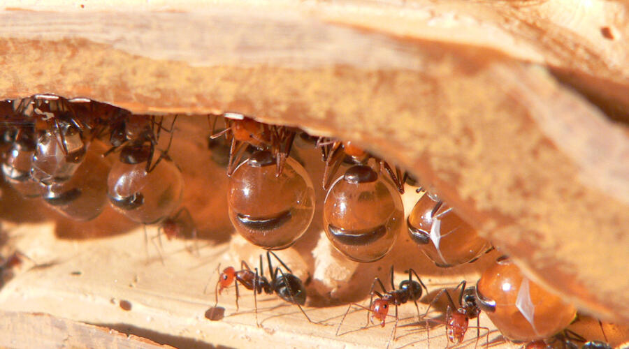 «Медовые бочки» в гнезде муравьёв рода Myrmecocystus
