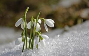 ​Как влияет весна на нашу жизнь?