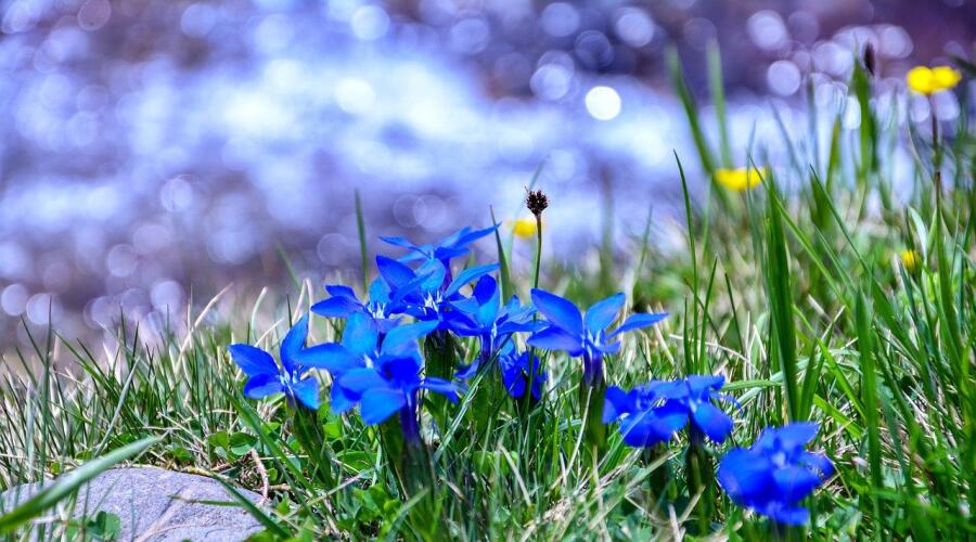 Горечавка раздельночашечная