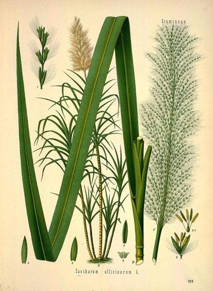 Сахарный тростник, Ботаническая иллюстрация из книги Köhler’s Medizinal-Pflanzen, 1887 г.