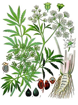 Вёх ядовитый (Cicuta virosa). Ботаническая иллюстрация из книги Köhler’s Medizinal-Pflanzen, 1887 г.
