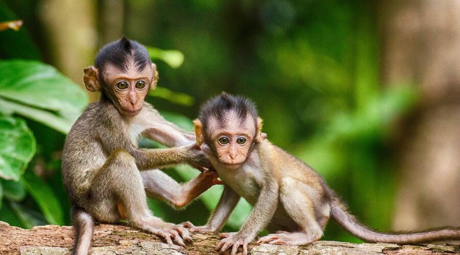 Что такое обезьянья оспа?