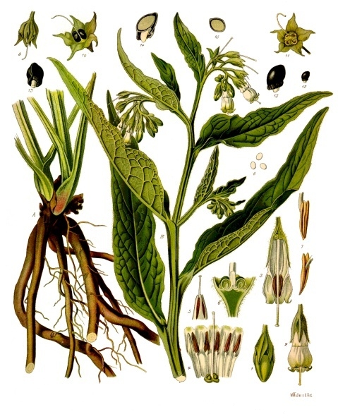 Окопник лекарственный. Ботаническая иллюстрация из книги Köhler’s Medizinal-Pflanzen, 1887