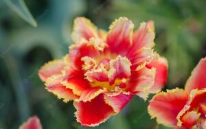 В чем особенность бахромчатых тюльпанов?