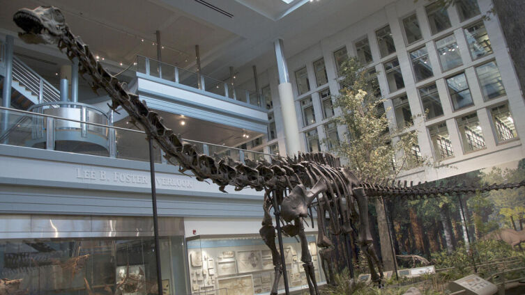 Скелет диплодока Карнеги в Музее естественной истории Карнеги