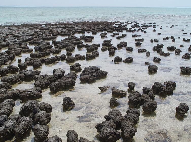 Современные строматолиты в заливе Шарк-Бэй в Западной Австралии