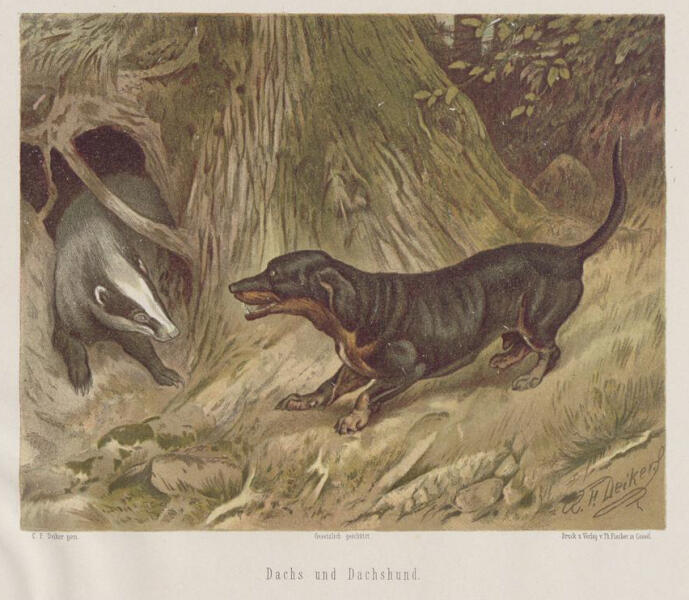 Цветная литография XIX века, изображающая охоту на барсука с помощью таксы, которая по-немецки звучит как барсучья собака
