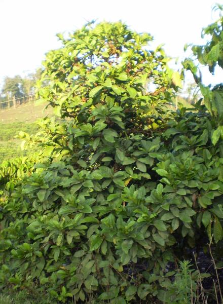 Кофейное дерево либерика
