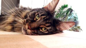 Кошка в доме: чем хороша порода мейн-кун?