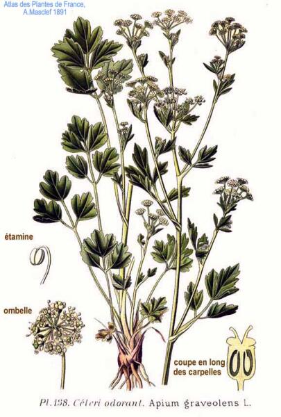 Apium graveolens. Ботаническая иллюстрация из книги «Atlas des plantes de France» 1891 г.